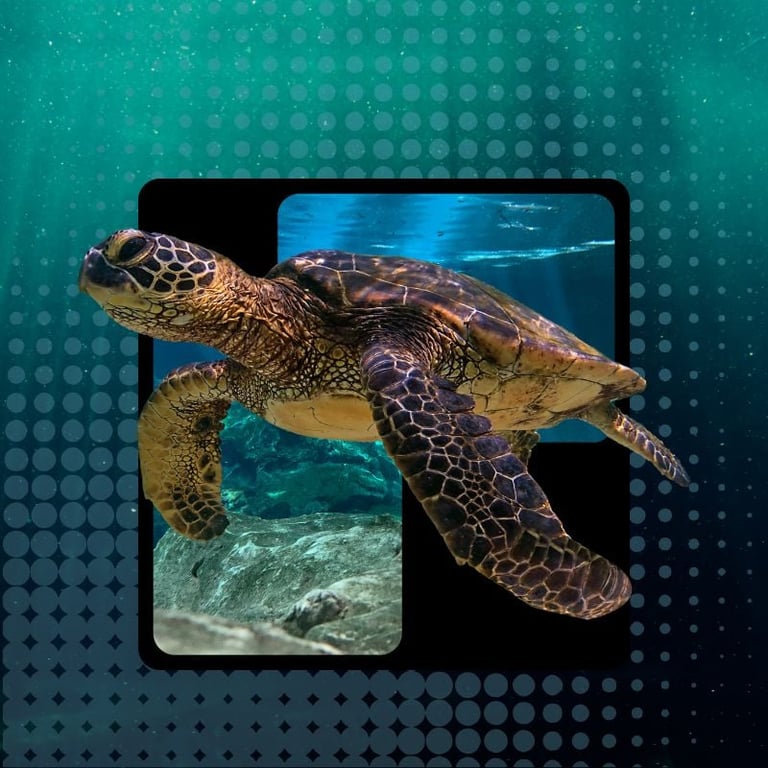 Sea turtle swimming underwater with coral reef background, displayed on smartphone screens against turquoise gradient